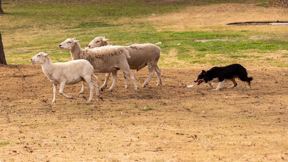 Circle C Border Collies