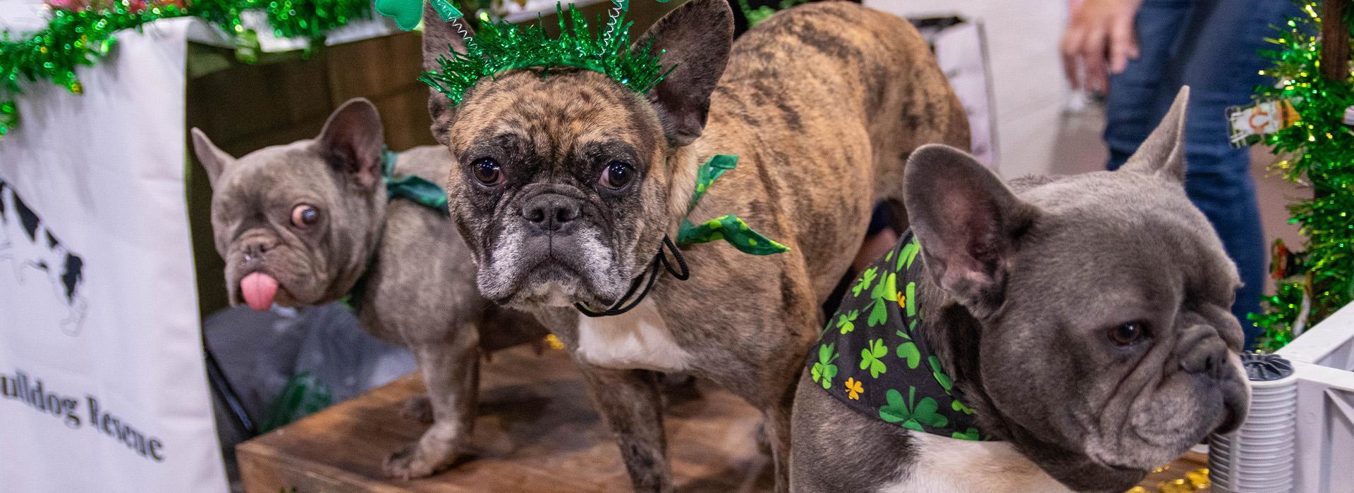 North Texas Irish Festival